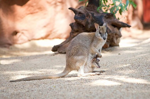 WILD LIFE Sydney Entrance Ticket - Accommodation Australia 21