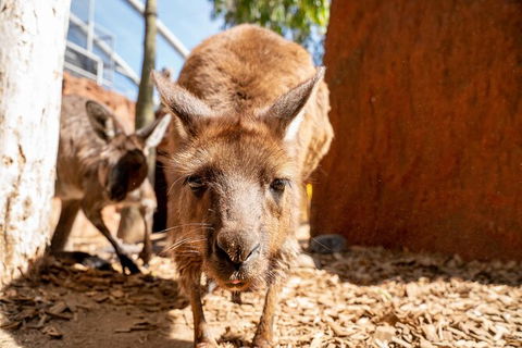 WILD LIFE Sydney Entrance Ticket - Accommodation Australia 24