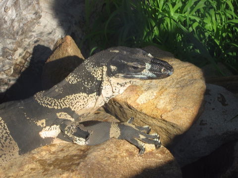 Armadale Reptile Centre - Accommodation Australia 0