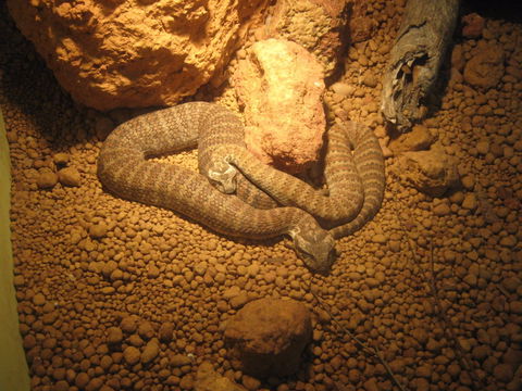 Armadale Reptile Centre - Accommodation Australia 1