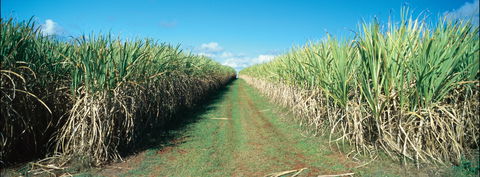 Avondale - Accommodation Australia 2