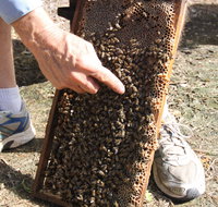 Bees on Keswick Island - Accommodation Australia