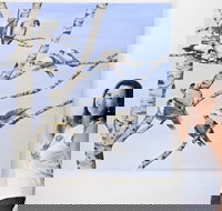 Bingara Gallery - Local Tourism