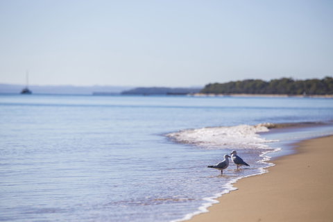Birdwatching On The Fraser Coast - Local Tourism 2