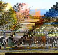 Blackwattle Alpaca Farm - Accommodation Australia