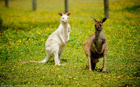 Bordertown Wildlife Park - Local Tourism 0