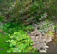 Brindle Creek Walking Track - Local Tourism