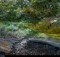 Browns Forest Loop Trail - Accommodation Australia