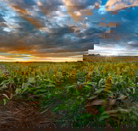 Capella - Australia Shopping