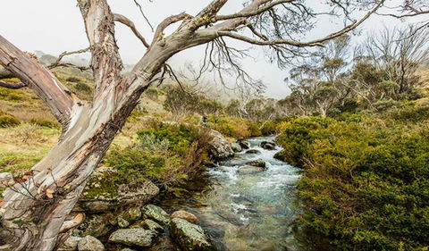 Dead Horse Gap Walking Track - Accommodation Australia 0