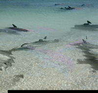 Dolphins of Monkey Mia - Local Tourism