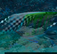 Frankland Islands Dive Site