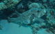 Frankland Islands Dive Site - thumb 1