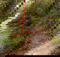 Great North walk - Brisbane Water National Park - Local Tourism