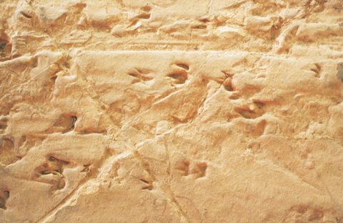 Lark Quarry Conservation Park - Local Tourism 2