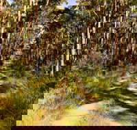 Mining Road Fire Trail Old Gibber Road Rire Trail - Local Tourism