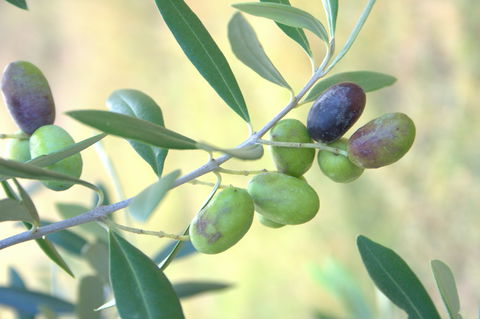 Olives Of Beaulieu - Accommodation Australia 2