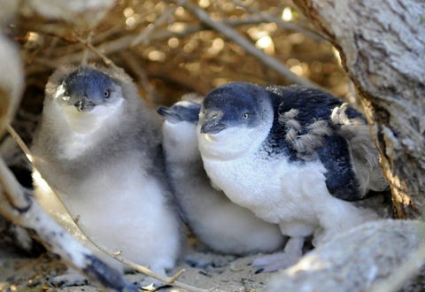 Penguin Island - Local Tourism 0