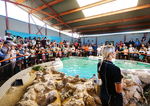 Penguin Island - Local Tourism 1