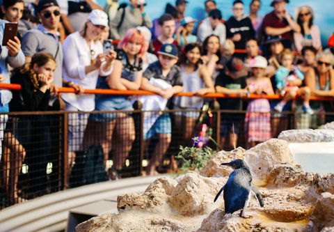 Penguin Island - Local Tourism 2