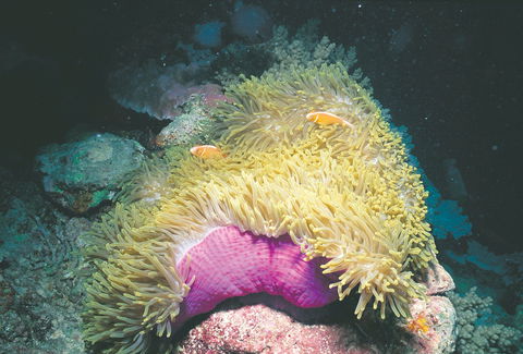 Rowley Shoals - Accommodation Australia 2