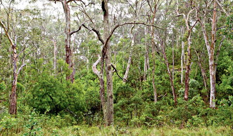 Scutts Hut Trail - Bed n Breakfasts 0