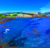 Snorkelling Montague Island - Local Tourism