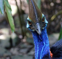 Wildlife Habitat - Accommodation Australia