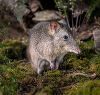 Wildlife Wonders - Accommodation Australia