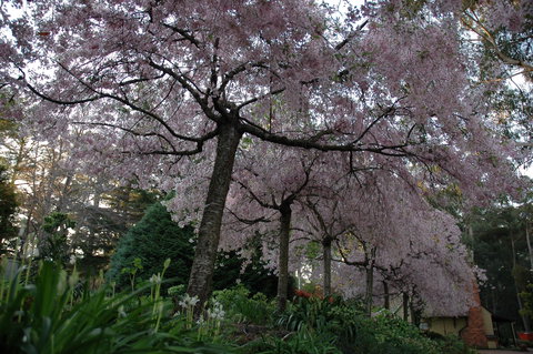 Wildwood Garden - Local Tourism 0