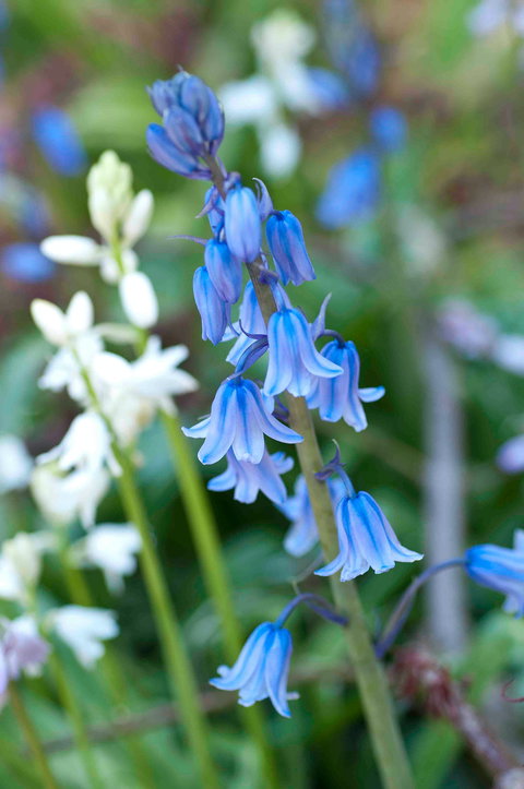 Wildwood Garden - Local Tourism 1