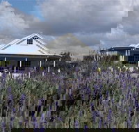 Amandine Lavender - Australia Shopping