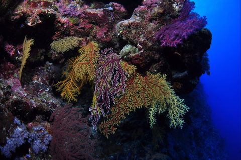 Around The Bend Dive Site - Accommodation Australia 0