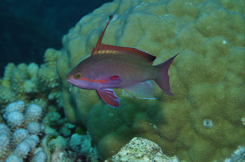 Around The Bend Dive Site - Accommodation Australia 1