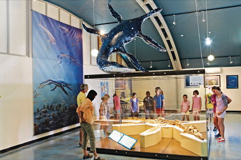 Australian Dinosaur Trail - Accommodation Australia 1