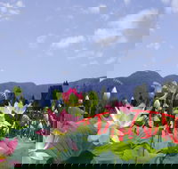 Blue Lotus Water Garden - Local Tourism