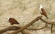 Broadwater National Park - thumb 2