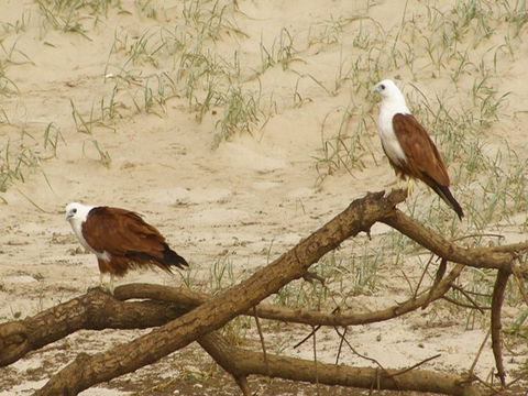 Broadwater National Park - Accommodation Australia 2