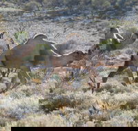 Canning Stock Route - Accommodation Australia