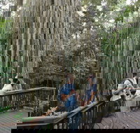 Curtain Fig Tree Yungaburra