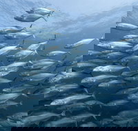 Egg Rock Dive Site - Local Tourism