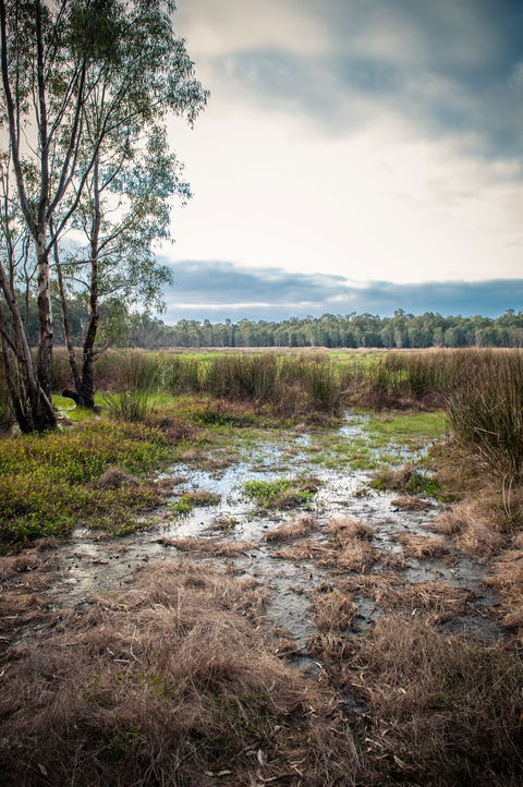 Gemmill Swamp Wildlife Reserve - Local Tourism 2