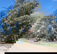 Giant Gum Tree - Accommodation Australia