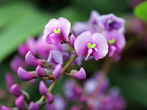 Inverawe Native Gardens - Bed n Breakfasts 2