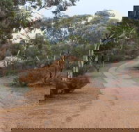 Karlkurla Bushland Park - Local Tourism