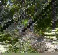 Karloo Walking Track - Local Tourism