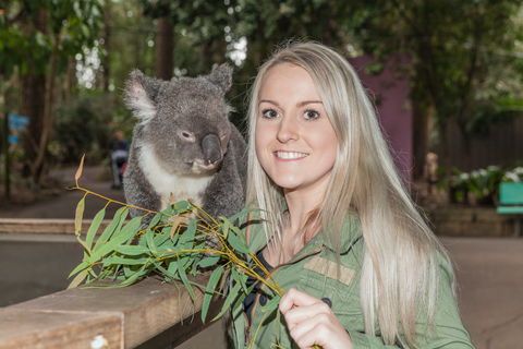 Koala Park Sanctuary - Accommodation Australia 0