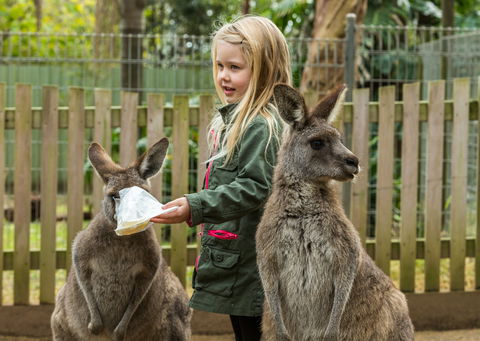Koala Park Sanctuary - Accommodation Australia 1