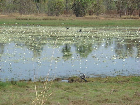 Leaning Tree Lagoon Nature Park - Local Tourism 0