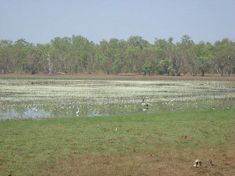 Leaning Tree Lagoon Nature Park - Local Tourism 1